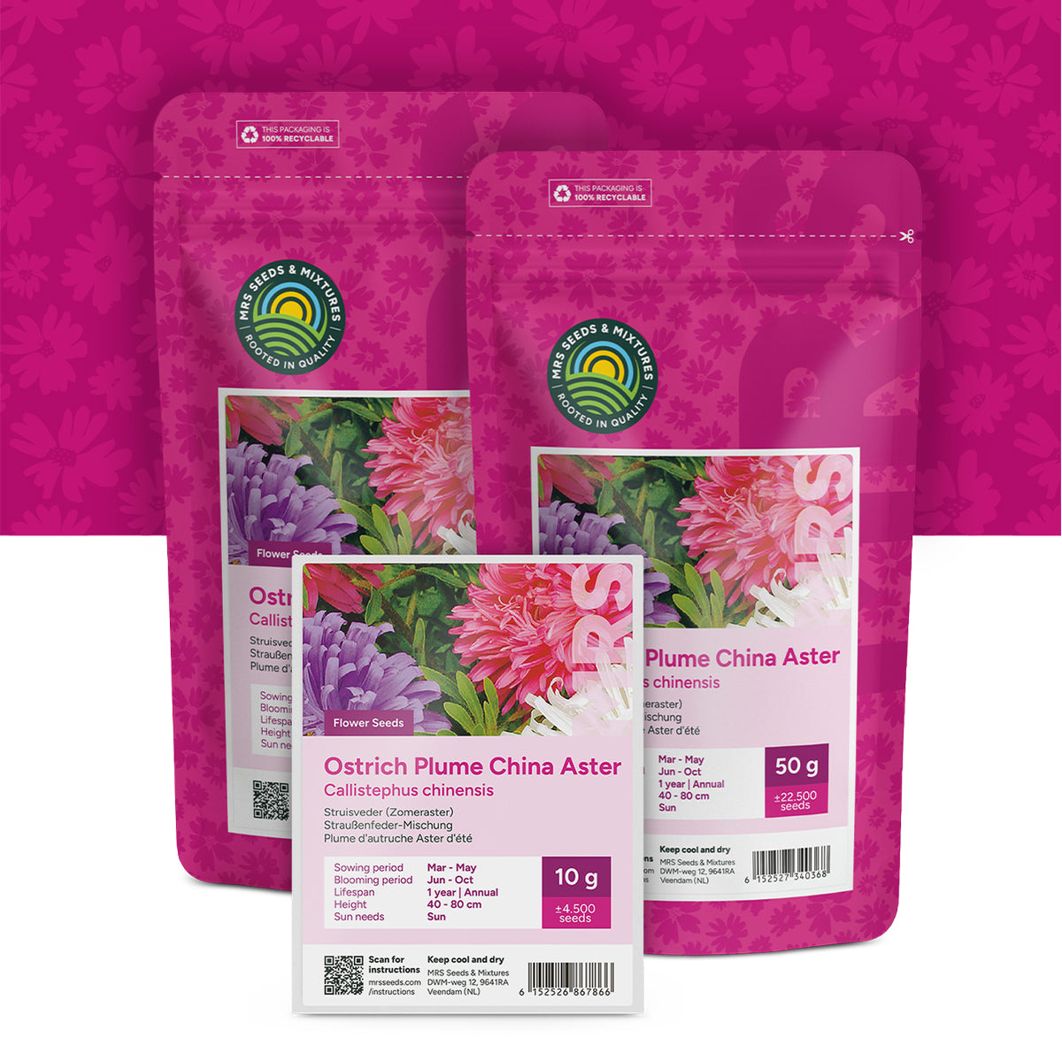 Plume d'autruche Aster d'été – mixte