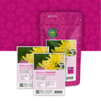 Liondent d’automne – Scorzoneroides autumnalis