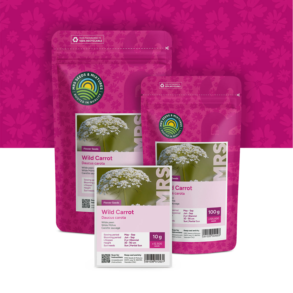 Carotte Sauvage – Daucus Carota
