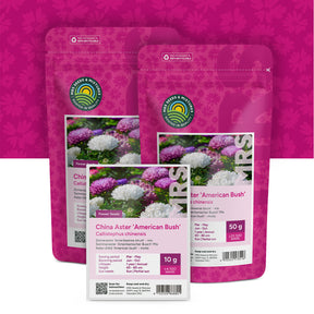 Aster d'été 'American bush' – mixte