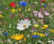 Graines de fleurs