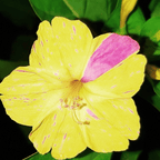 MRS Seeds & Mixtures Belle-de-nuit mixte -  Mirabilis jalapa [fr]