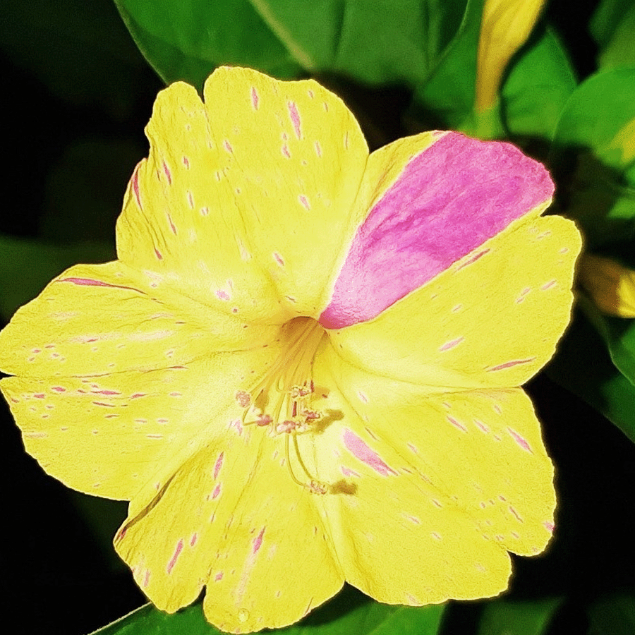 MRS Seeds & Mixtures Belle-de-nuit mixte -  Mirabilis jalapa [fr]