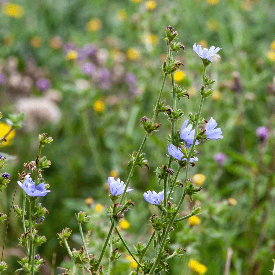 MRS Seeds & Mixtures Mélange de fleurs pour oiseaux de prairie [fr]