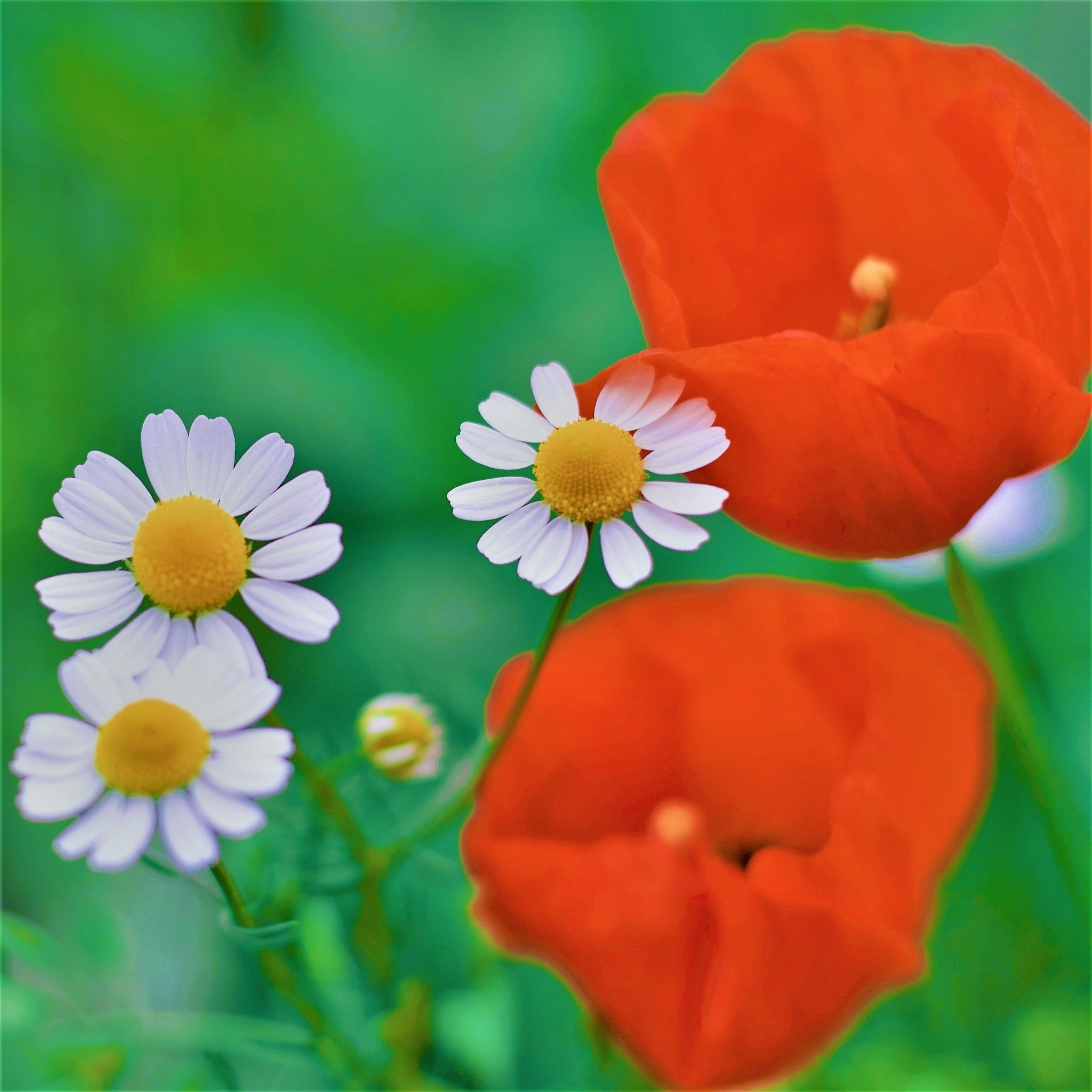 MRS Seeds & Mixtures Mélange de fleurs de champs sauvages - 6 espèces [fr]