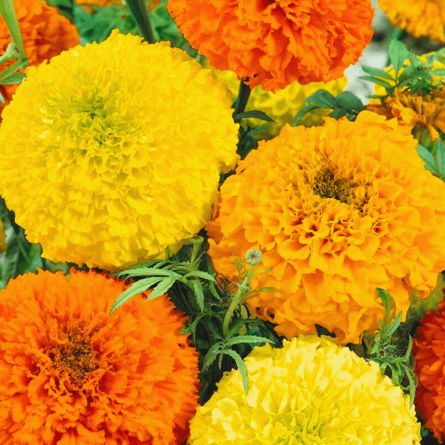 MRS Seeds & Mixtures Tagetes - 'Sunset Giants' [fr]