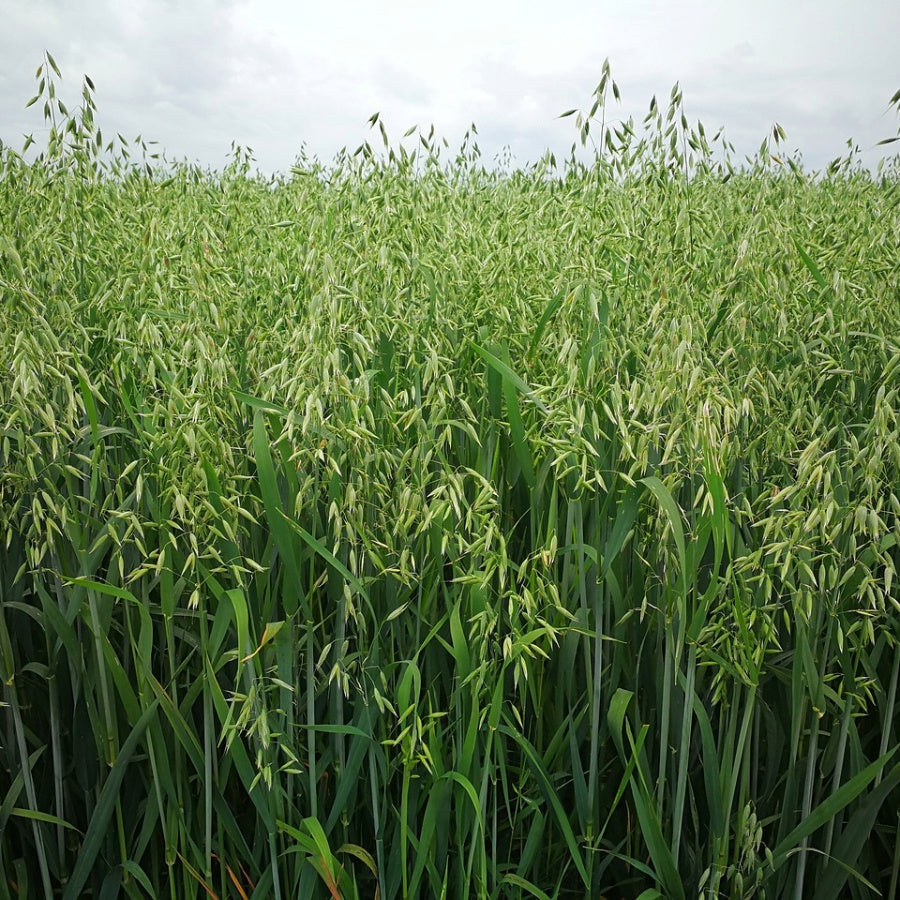 MRS Seeds & Mixtures Avoine japonaise [fr]