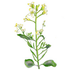 MRS Seeds & Mixtures Moutarde d'Abyssinie [fr]