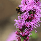 MRS Seeds & Mixtures Liatris à épi - Liatris spicata [fr]