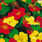 MRS Seeds & Mixtures Grande Capucine 'Whirlybird' mixte [fr]