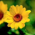 MRS Seeds & Mixtures Mélange de fleurs de champs sauvages - 6 espèces [fr]