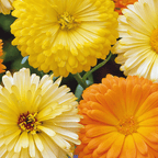 MRS Seeds & Mixtures Souci 'Pacific Beauty' - mixte [fr]