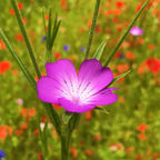 MRS Seeds & Mixtures Mélange de fleurs de champs sauvages - 6 espèces [fr]