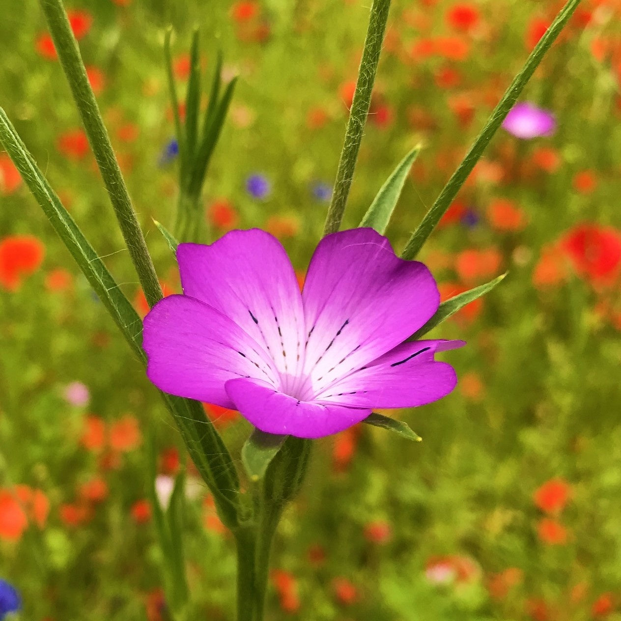 MRS Seeds & Mixtures Mélange de fleurs de champs sauvages - 6 espèces [fr]