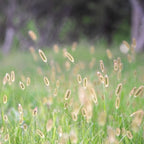 MRS Seeds & Mixtures Fléole des prés - Phleum pratense [fr]