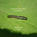 Joyfields nematodes contre les larves de tipules (Steinernema carpocapsae) [fr]
