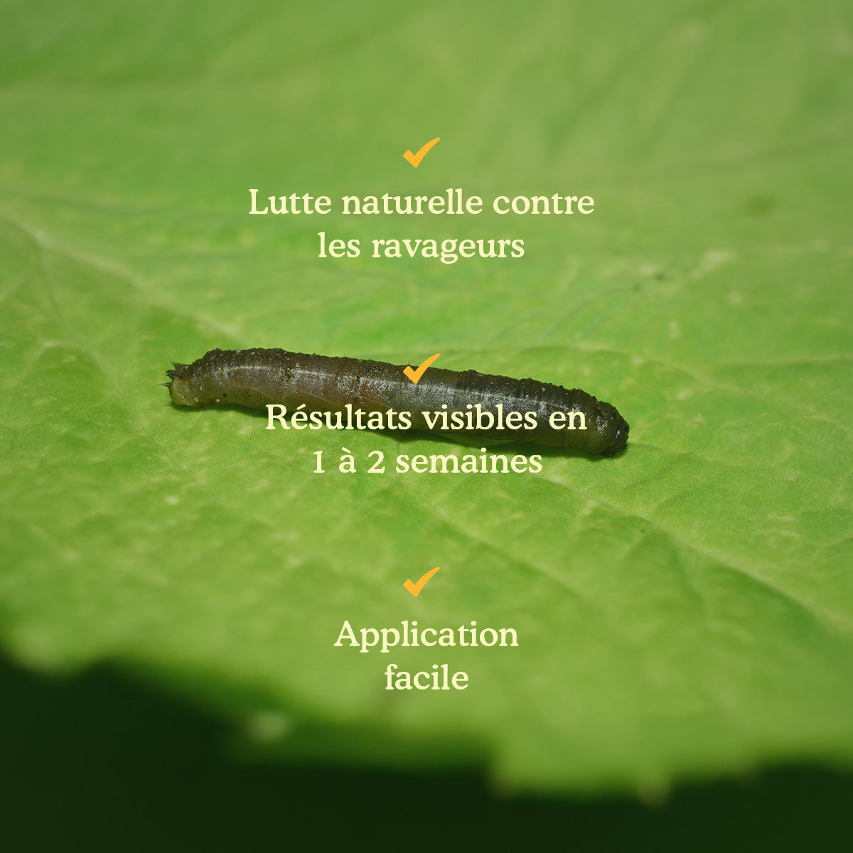 Joyfields nematodes contre les larves de tipules (Steinernema carpocapsae) [fr]