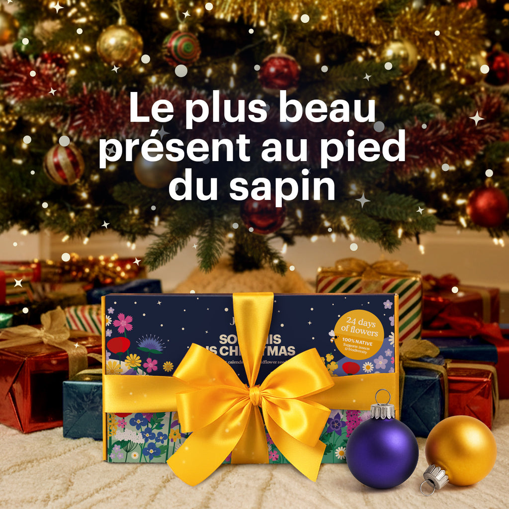 Joyfields Calendrier de l’Avent fleurs sauvages – Sow this is Christmas [fr]