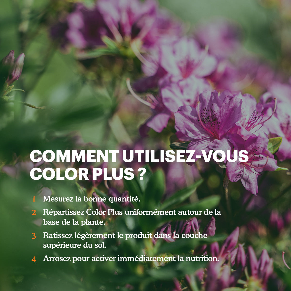 Joyfields Color Plus – Engrais pour rhodo, hortensia et azalée [fr]