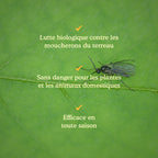 Joyfields Nematodes contre les moucherons du terreau (Steinernema feltiae) [fr]