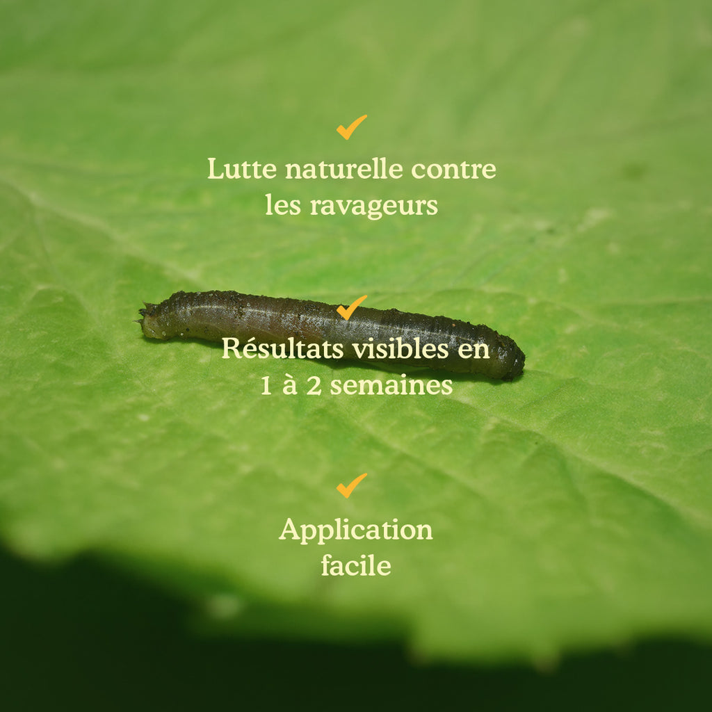 Joyfields Nématodes contre les larves de tipules (Heterorhabditis bacteriophora) [fr]