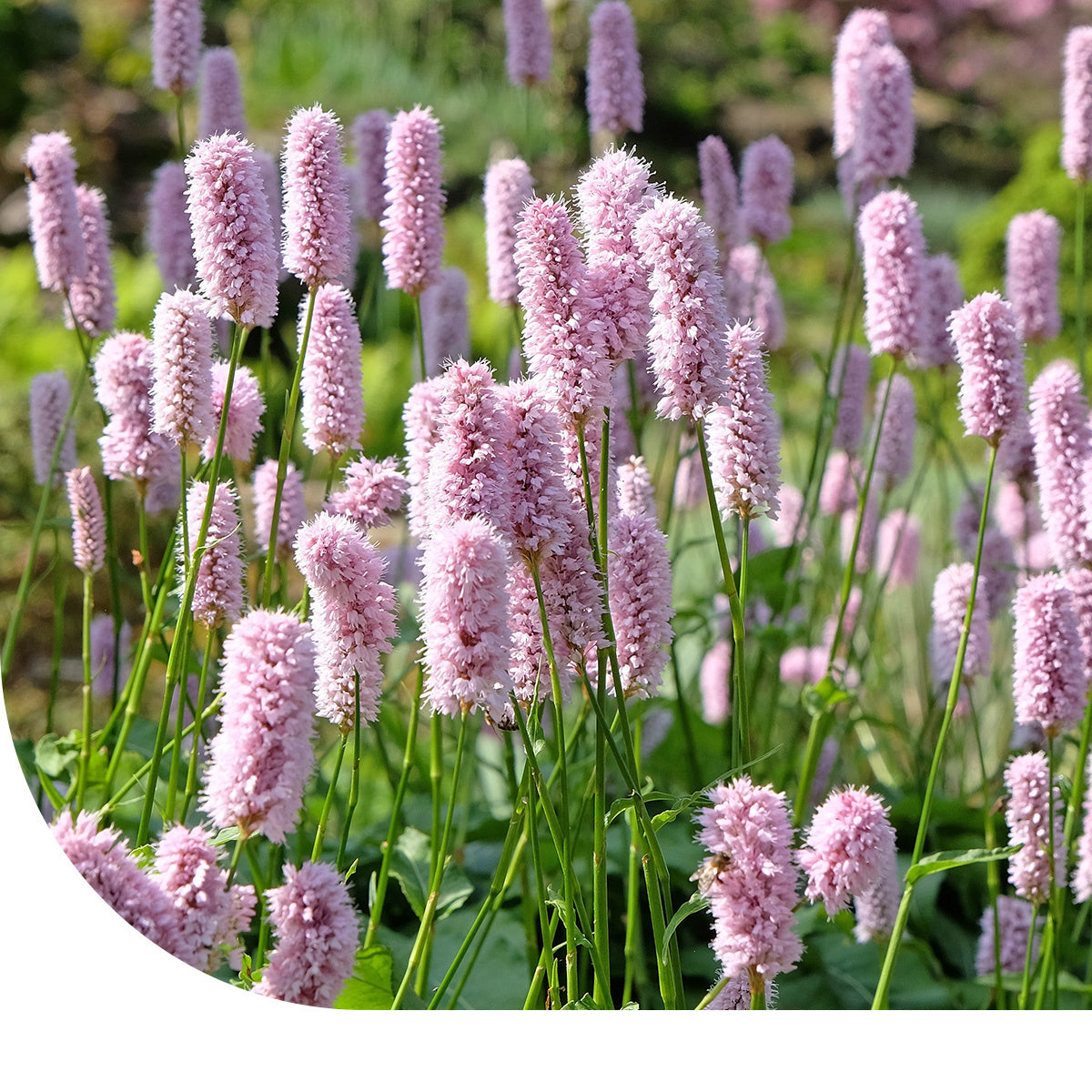 MRS Seeds & Mixtures Adderwortel - Bistorta officinalis