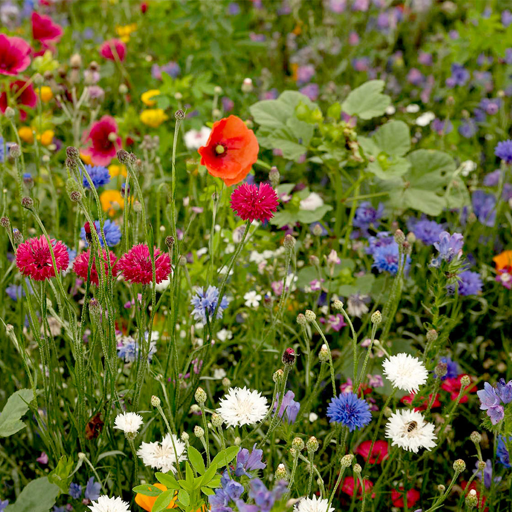 MRS Seeds & Mixtures Bijen & Hommelmengsel 1- en Meerjarig