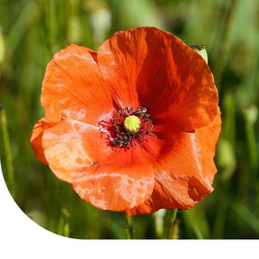 MRS Seeds & Mixtures Bleke klaproos - Papaver dubium