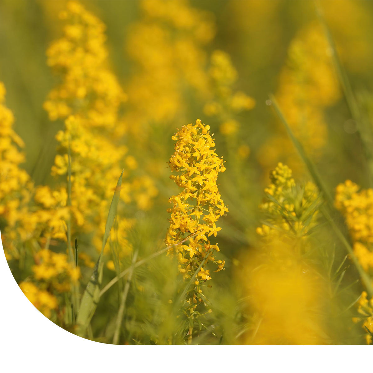 MRS Seeds & Mixtures Caille-lait jaune - Galium verum [fr]
