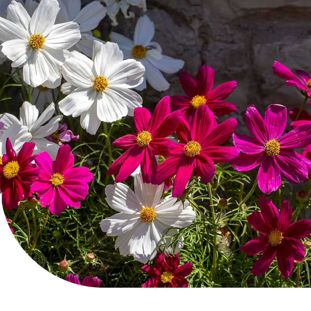 MRS Seeds & Mixtures Cosmea - Cosmos Sensation Mix [nl]