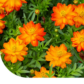 MRS Seeds & Mixtures Cosmos bipenné 'Ladybird' - Cosmos sulphureus [fr]