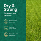 MRS Seeds & Mixtures Dry & Strong - Gazon résistant à la sécheresse 10 kg [fr]
