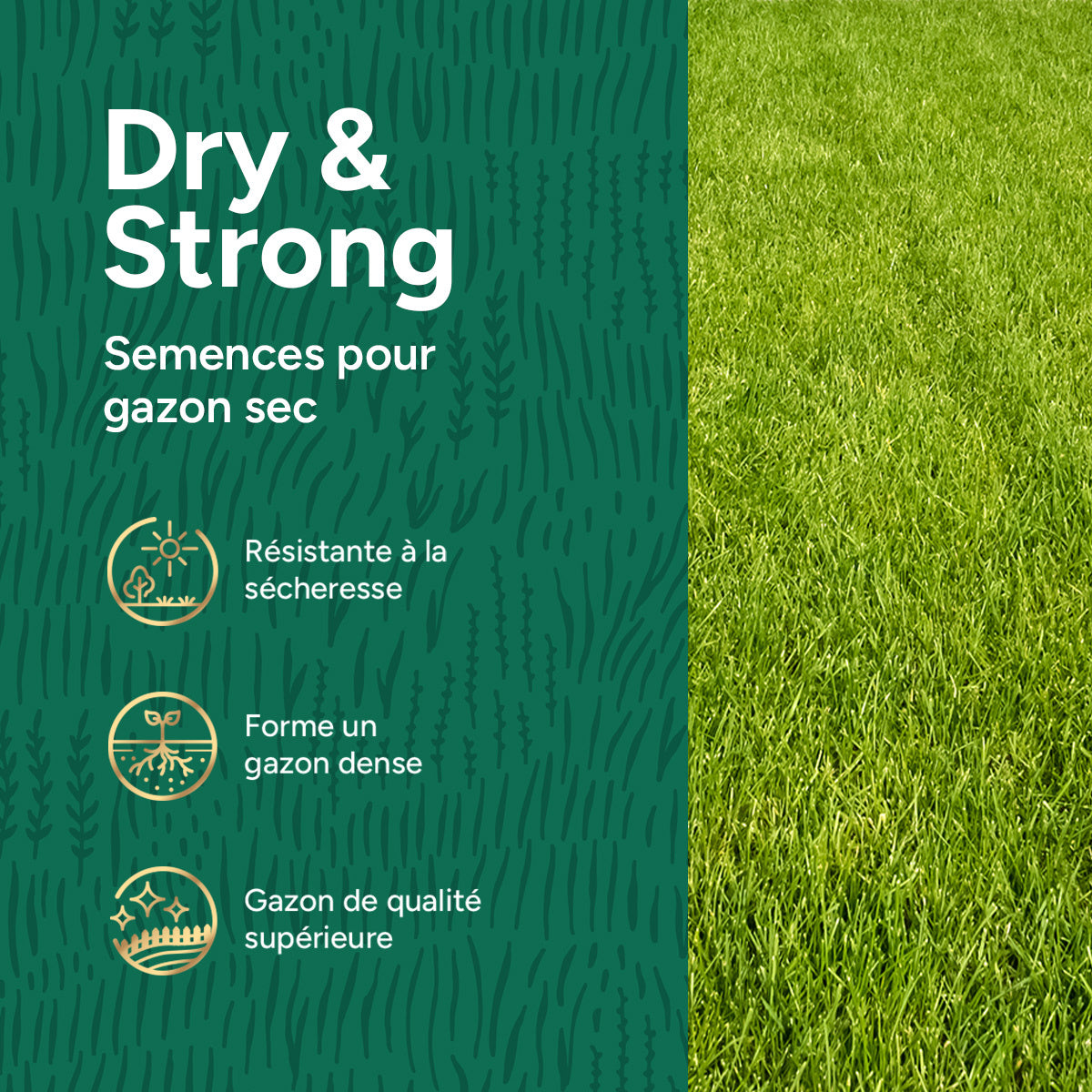 MRS Seeds & Mixtures Dry & Strong - Gazon résistant à la sécheresse 10 kg [fr]