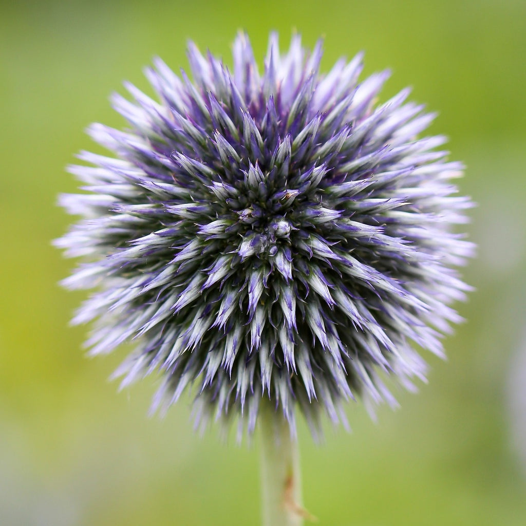 MRS Seeds & Mixtures Echinops [fr]