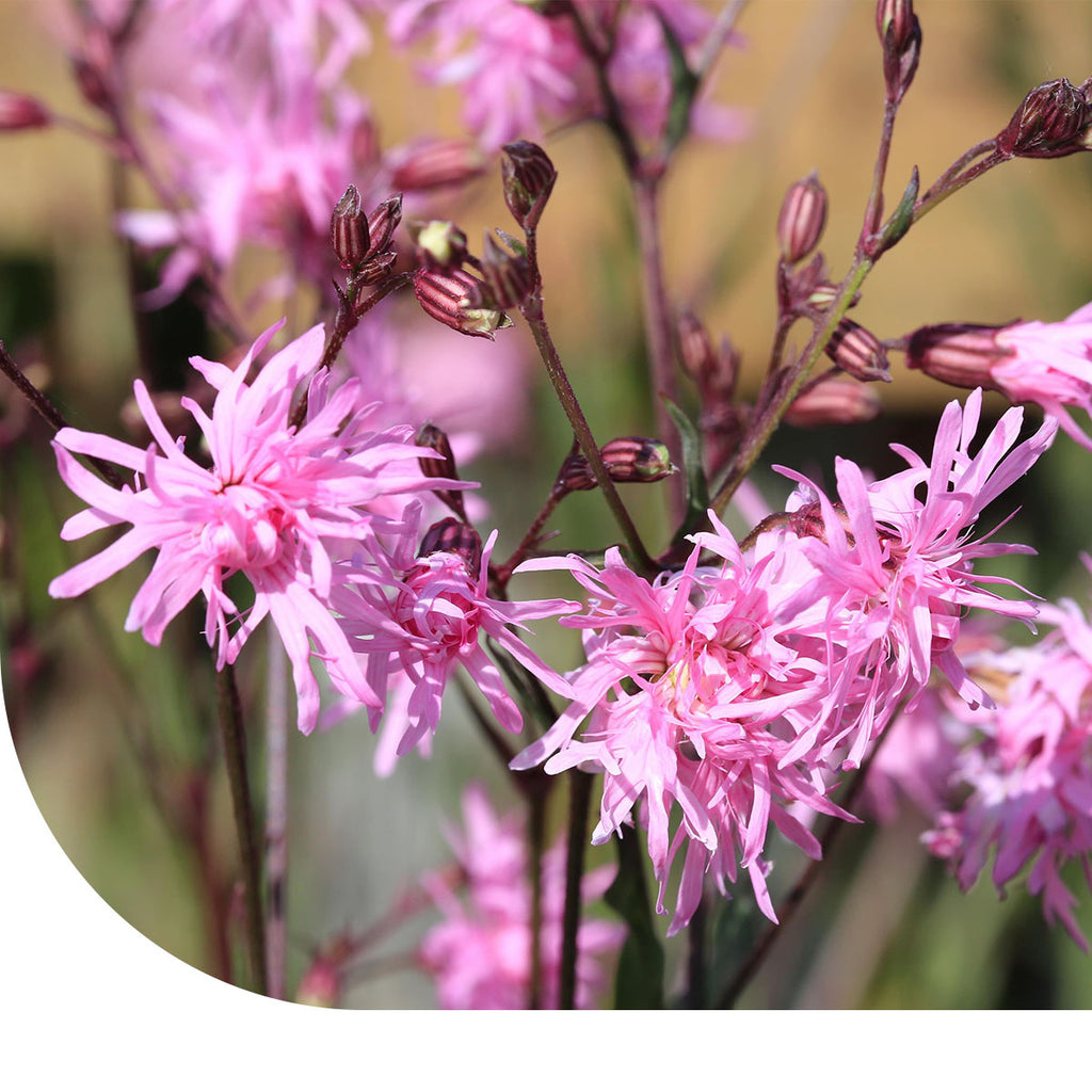 MRS Seeds & Mixtures Echte Koekoeksbloem – Silene flos-cuculi