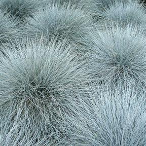 MRS Seeds & Mixtures Fétuque bleue - Festuca ovina cinerea [fr]