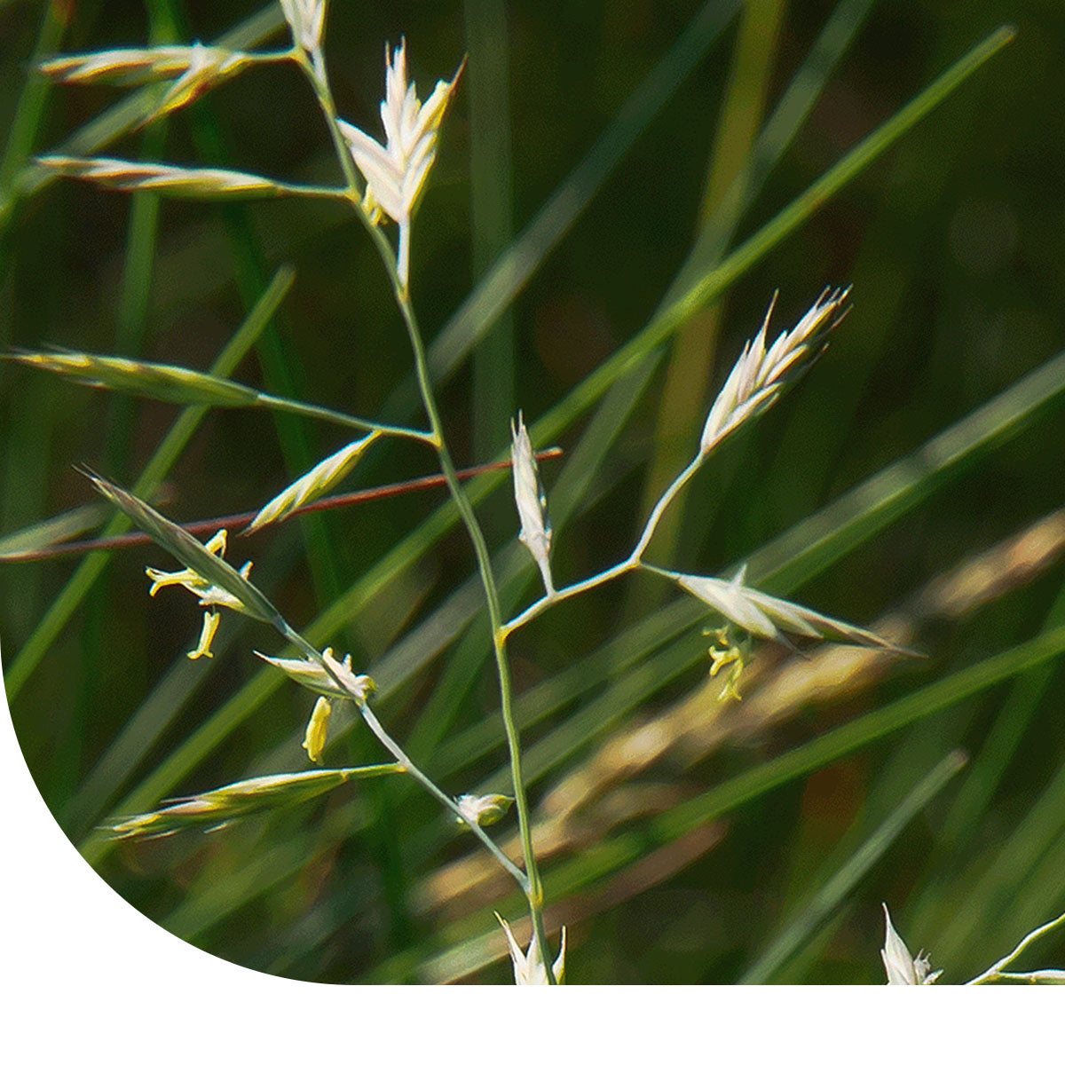 MRS Seeds & Mixtures Fétuque durette - Festuca Brevipila [fr]