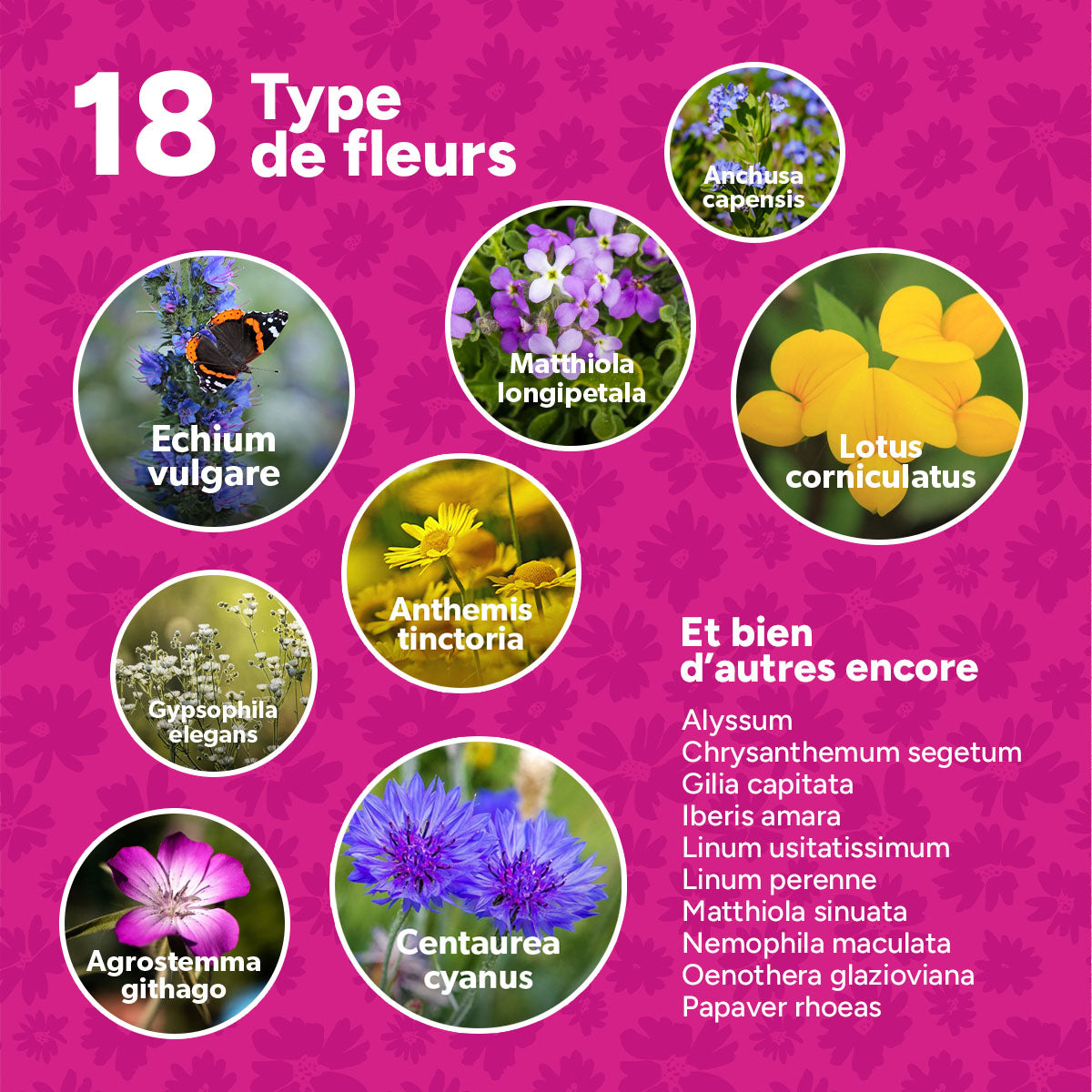 MRS Seeds & Mixtures Flower Bombs - Bombes de graines mix - Merci ! [fr]