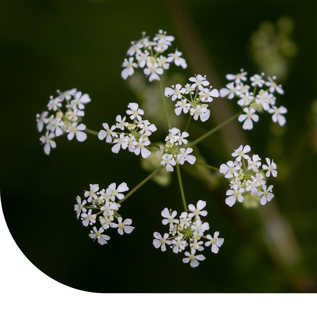 MRS Seeds & Mixtures Fluitenkruid - Anthriscus sylvestris