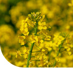 MRS Seeds & Mixtures Gewoon Barbarakruid - Barbarea vulgaris