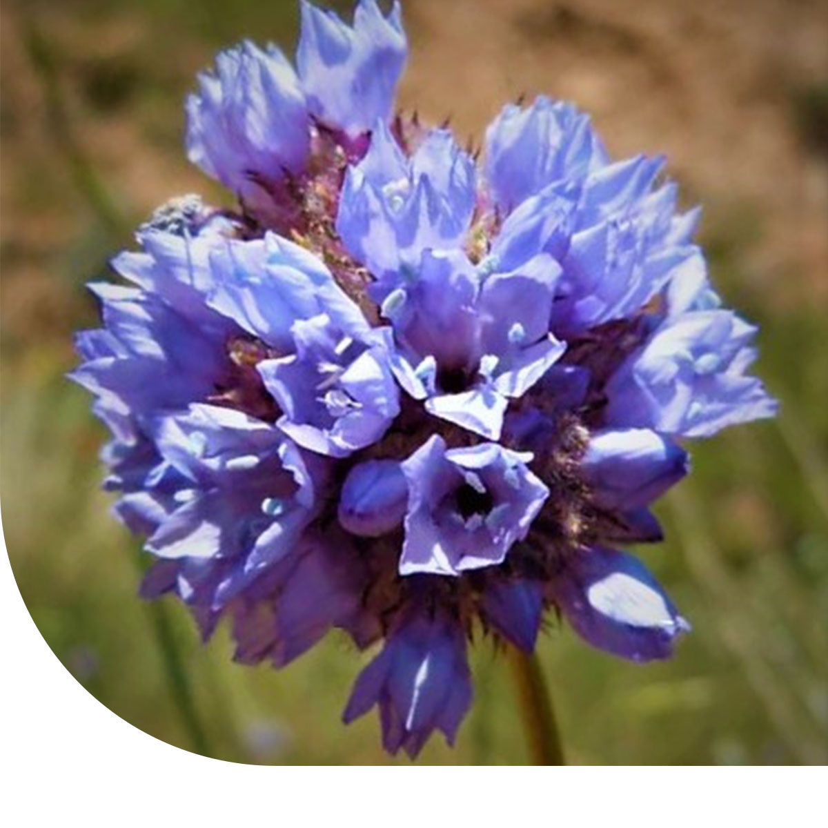 MRS Seeds & Mixtures Gilia - Gilia capitata