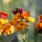 MRS Seeds & Mixtures Giroflée des murailles - Erysimum Allioni [fr]