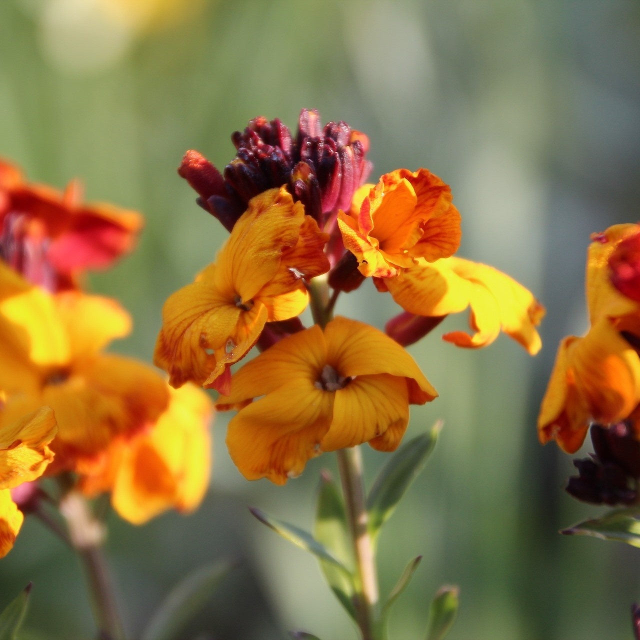 MRS Seeds & Mixtures Giroflée des murailles - Erysimum Allioni [fr]