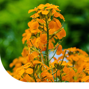 MRS Seeds & Mixtures Giroflée des murailles - Erysimum Allioni [fr]