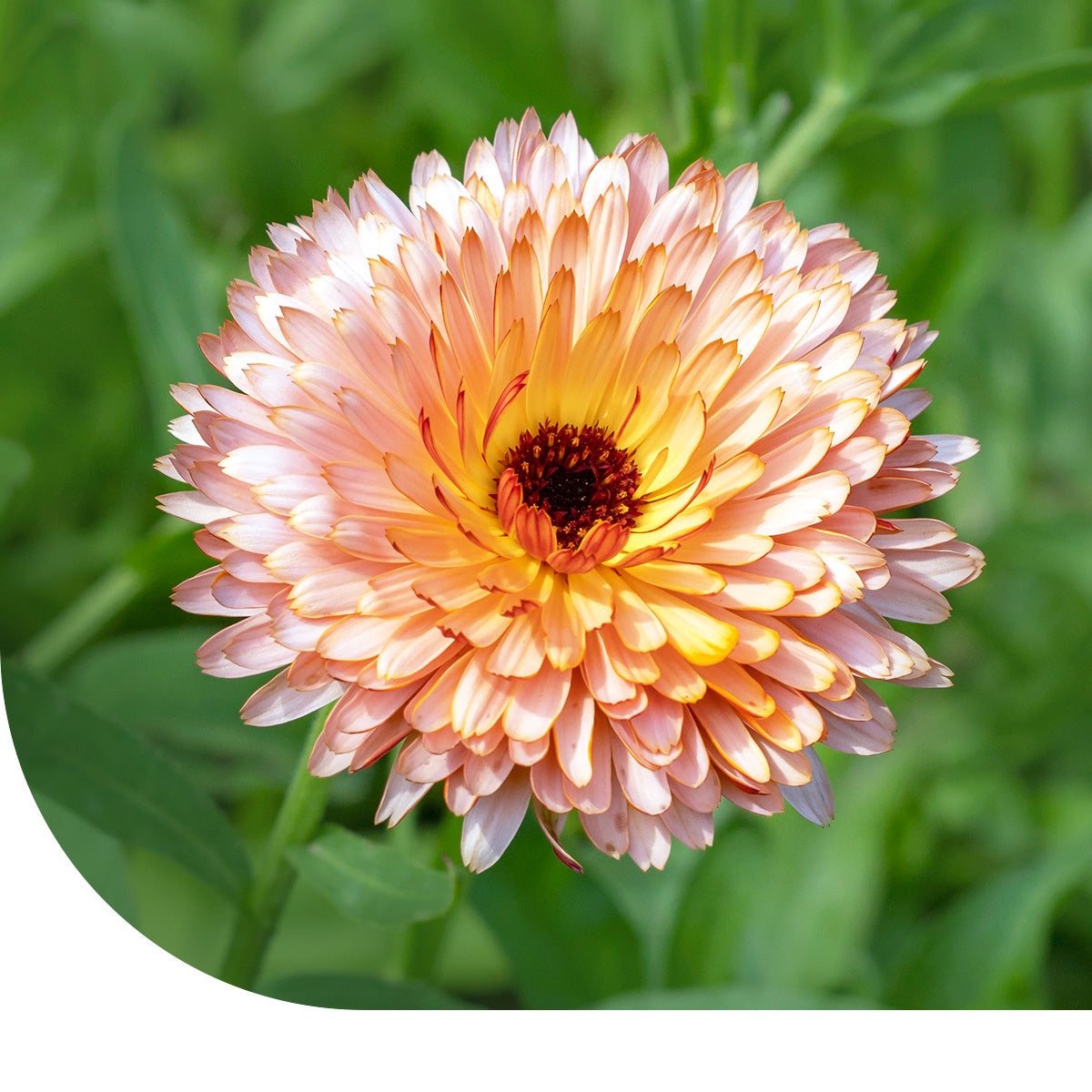 MRS Seeds & Mixtures Goudsbloem 'Touch of Red' - Calendula [nl]