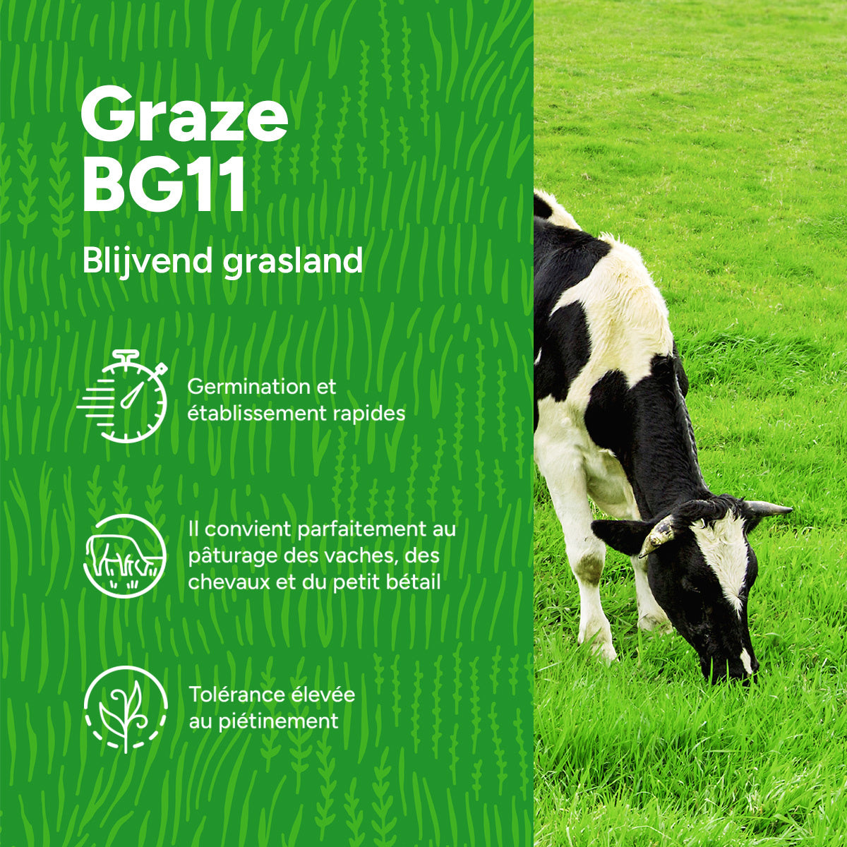 MRS Seeds & Mixtures Graze - BG11 | Mélange prairie longue durée [fr]