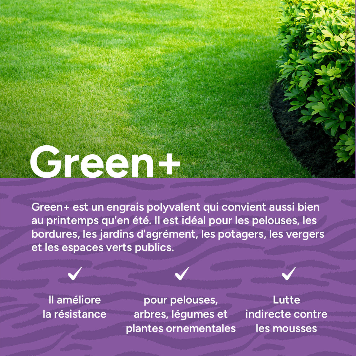 MRS Seeds & Mixtures Green+ Extra Vert & Anti Mousse | 20 kg - 500 m² [fr]