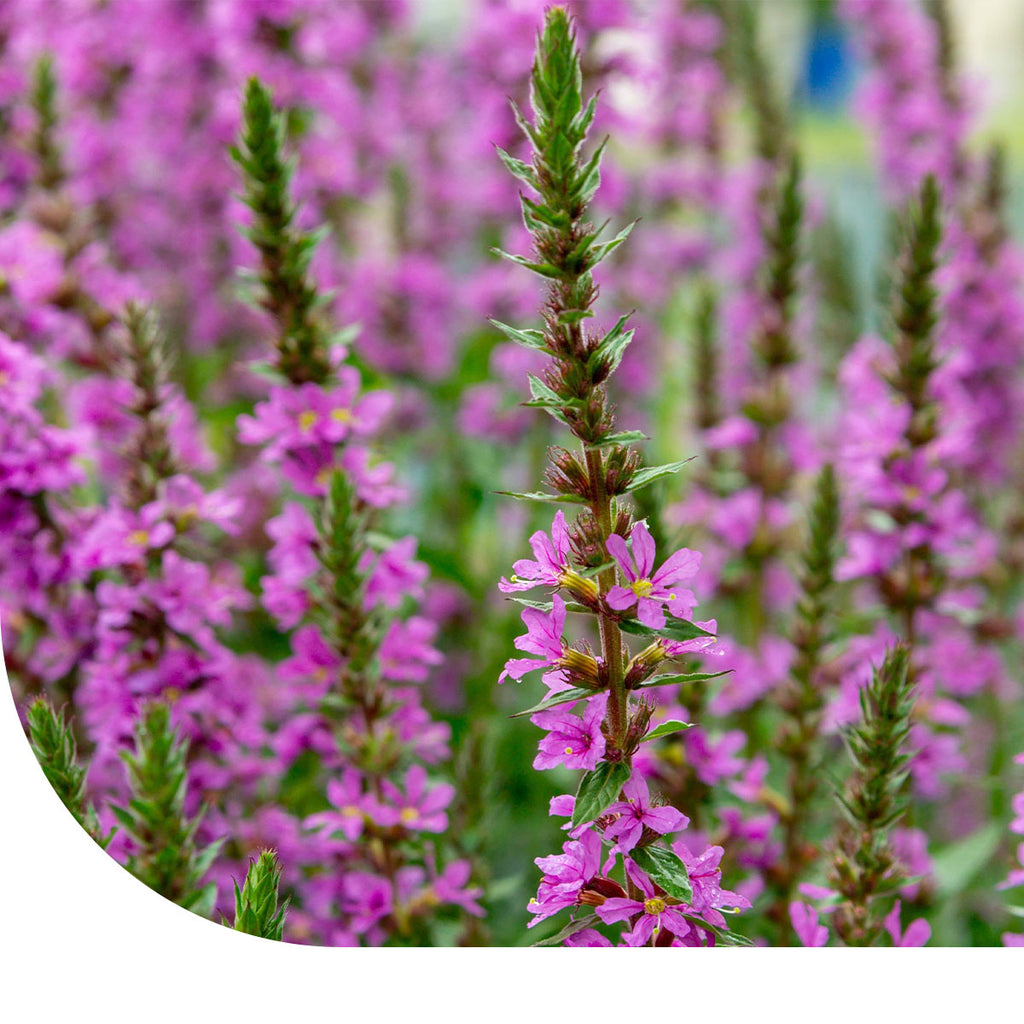 MRS Seeds & Mixtures Grote Kattenstaart – Lythrum salicaria