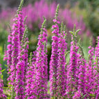MRS Seeds & Mixtures Grote Kattenstaart – Lythrum salicaria