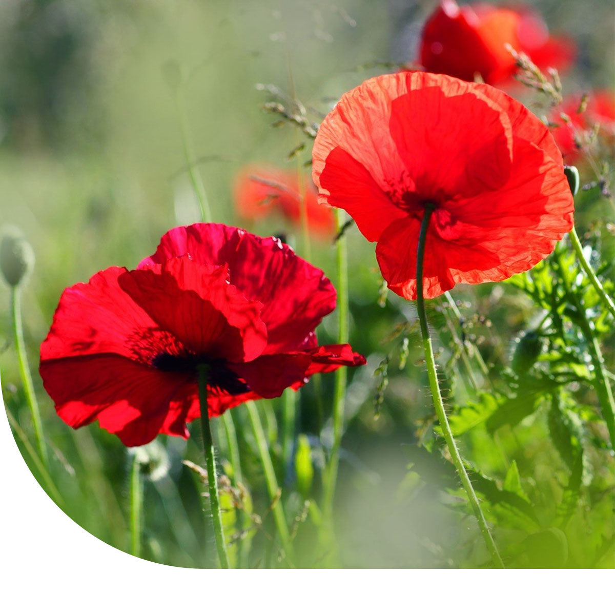 MRS Seeds & Mixtures Grote Klaproos - Papaver rhoeas